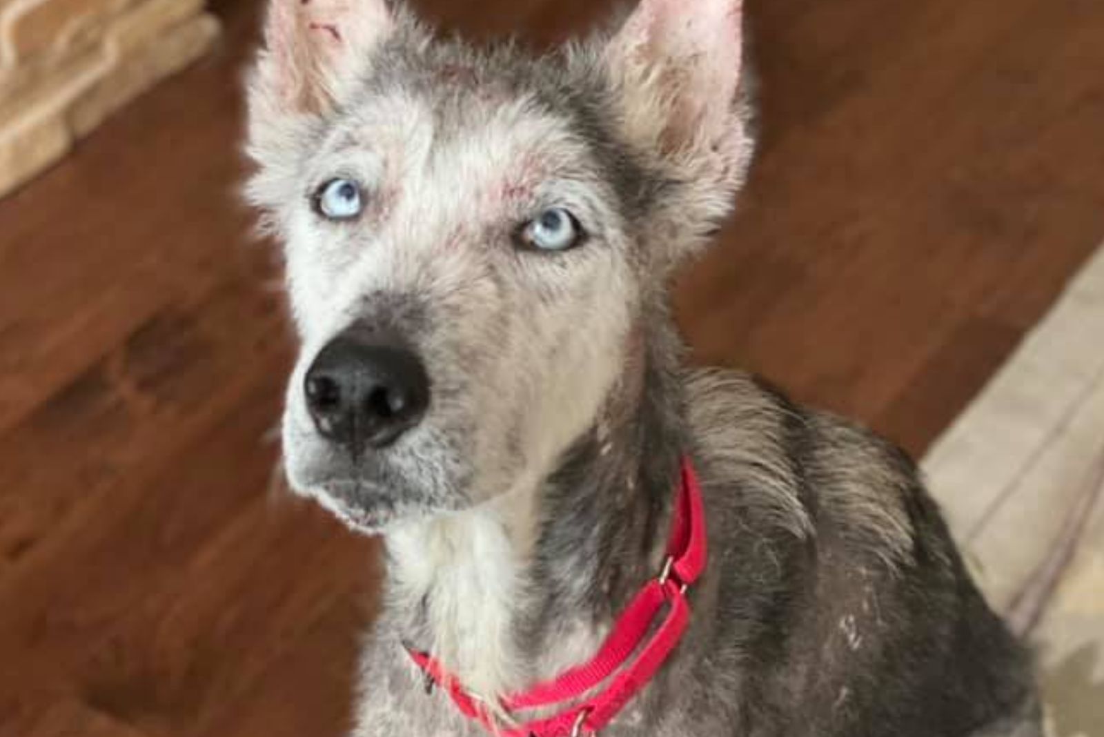 the dog with the most beautiful eyes sits and looks at the camera