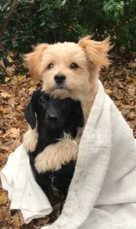 tiny dog wrapped his paw around other dog