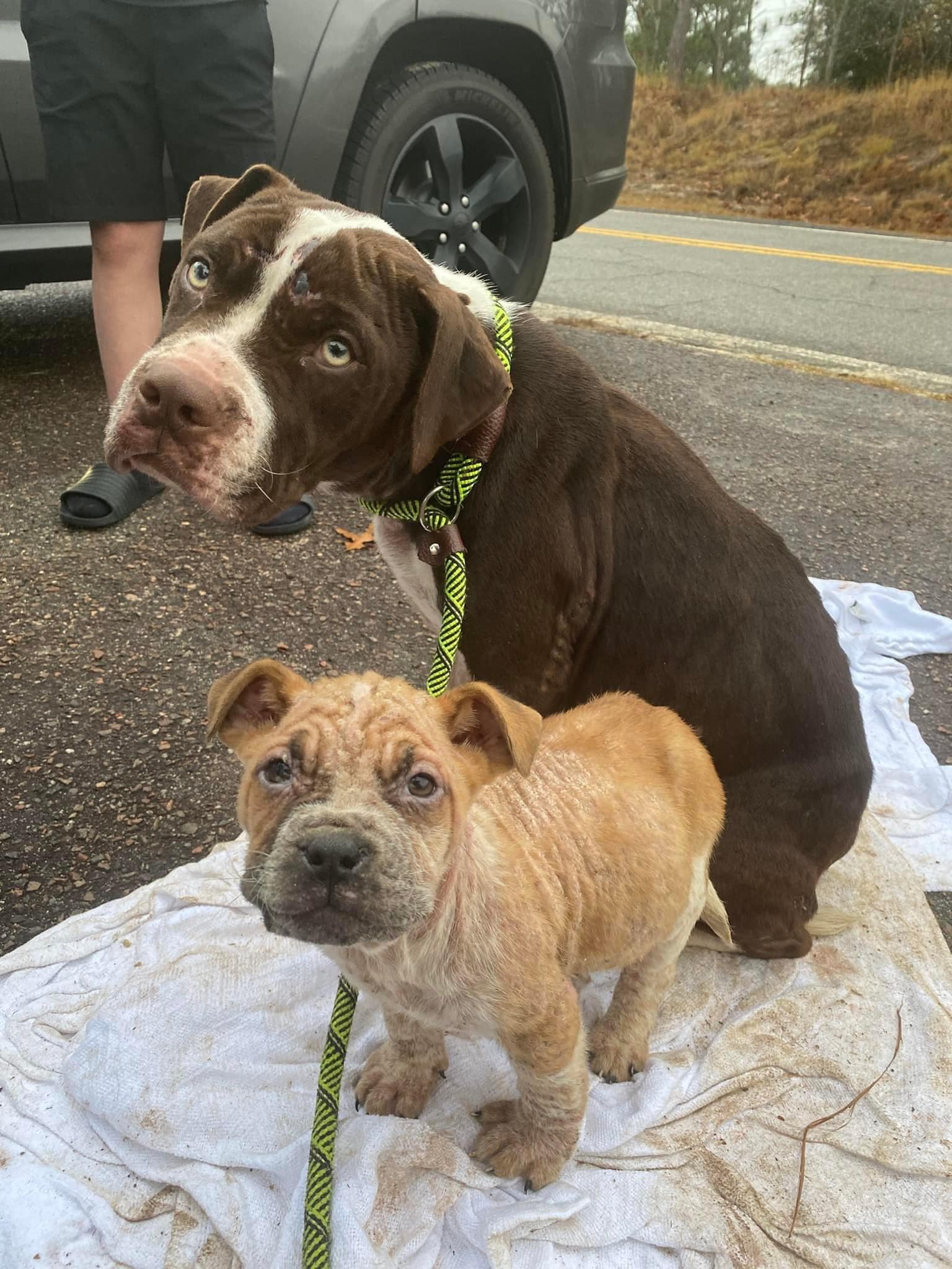 two dogs on street