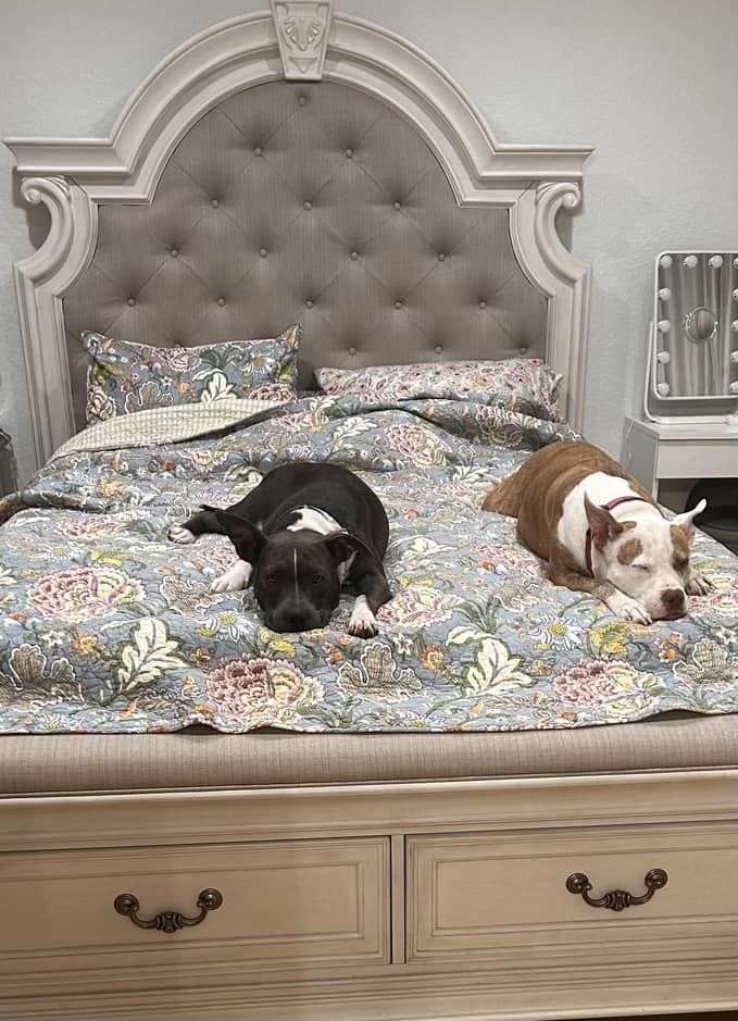 two dogs sleeping on the bed