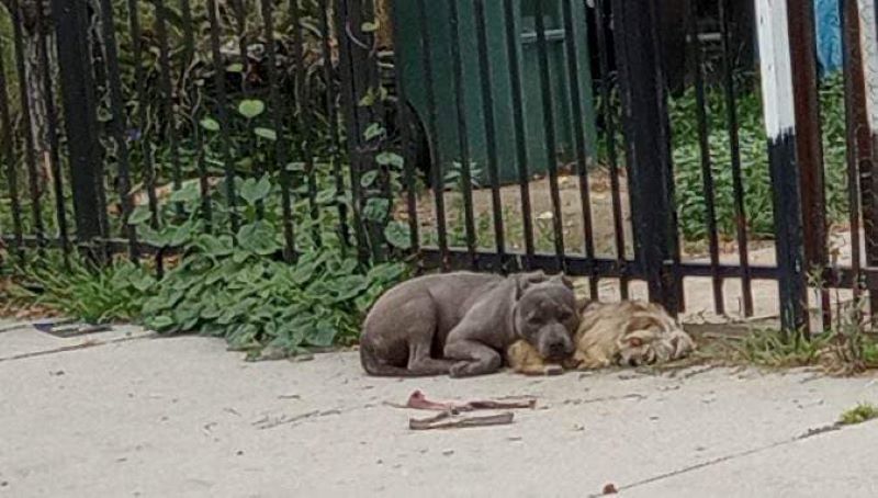 two puppies snuggled together on the street