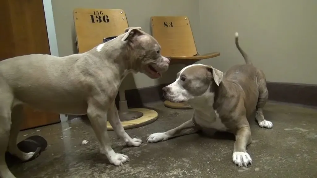 two rescued pit bulls are playing