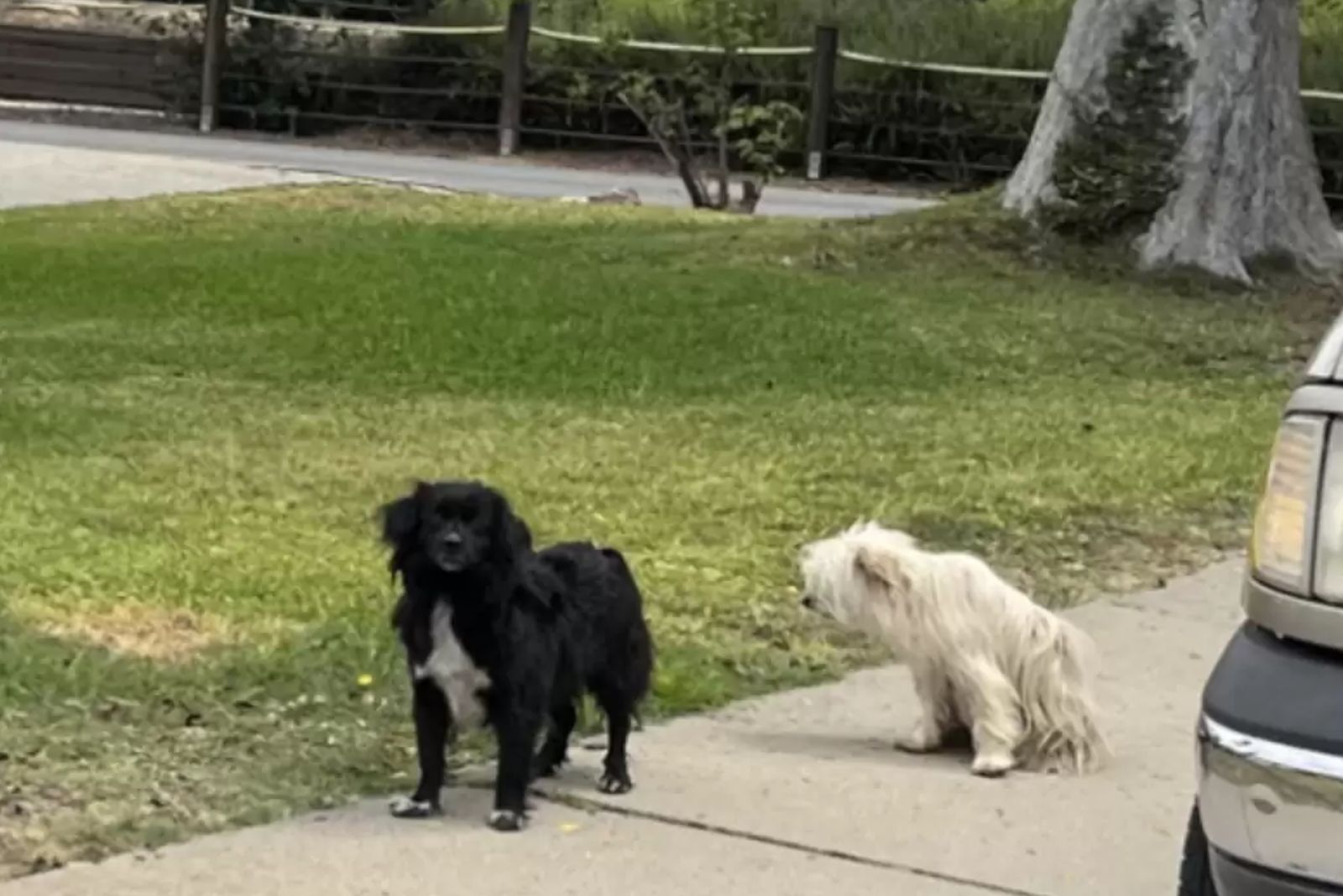 two stray dogs standing on the lawn