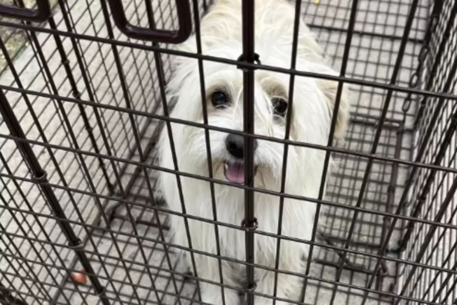 white dog in the cage