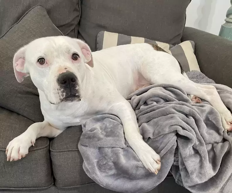 white dog laying