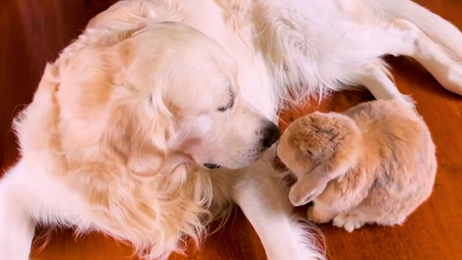 dog and bunny