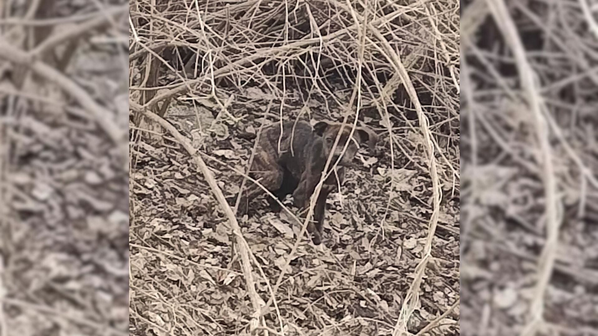 dog hiding in the woods