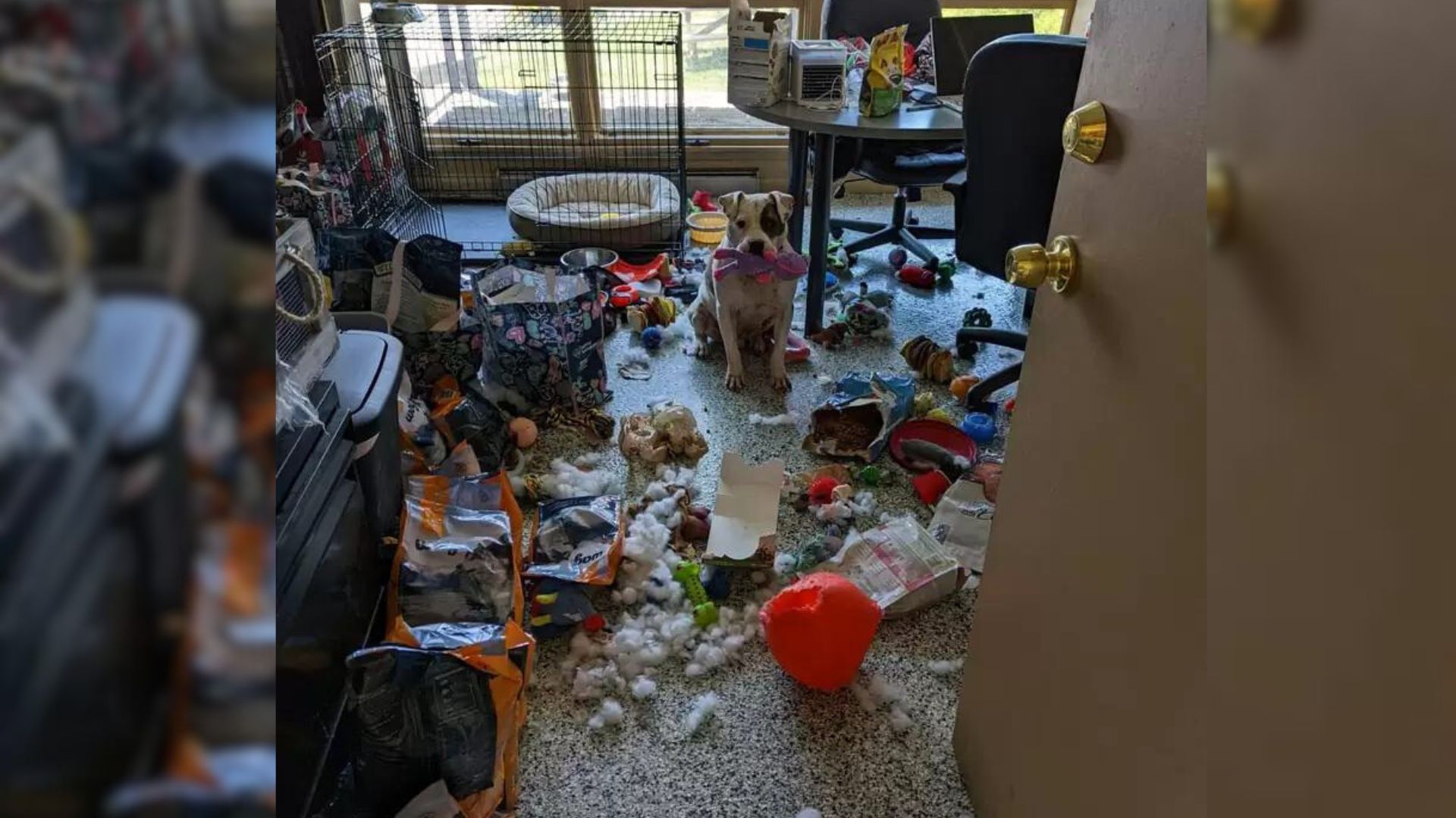 A Playful Shelter Dog Throws A Huge Party