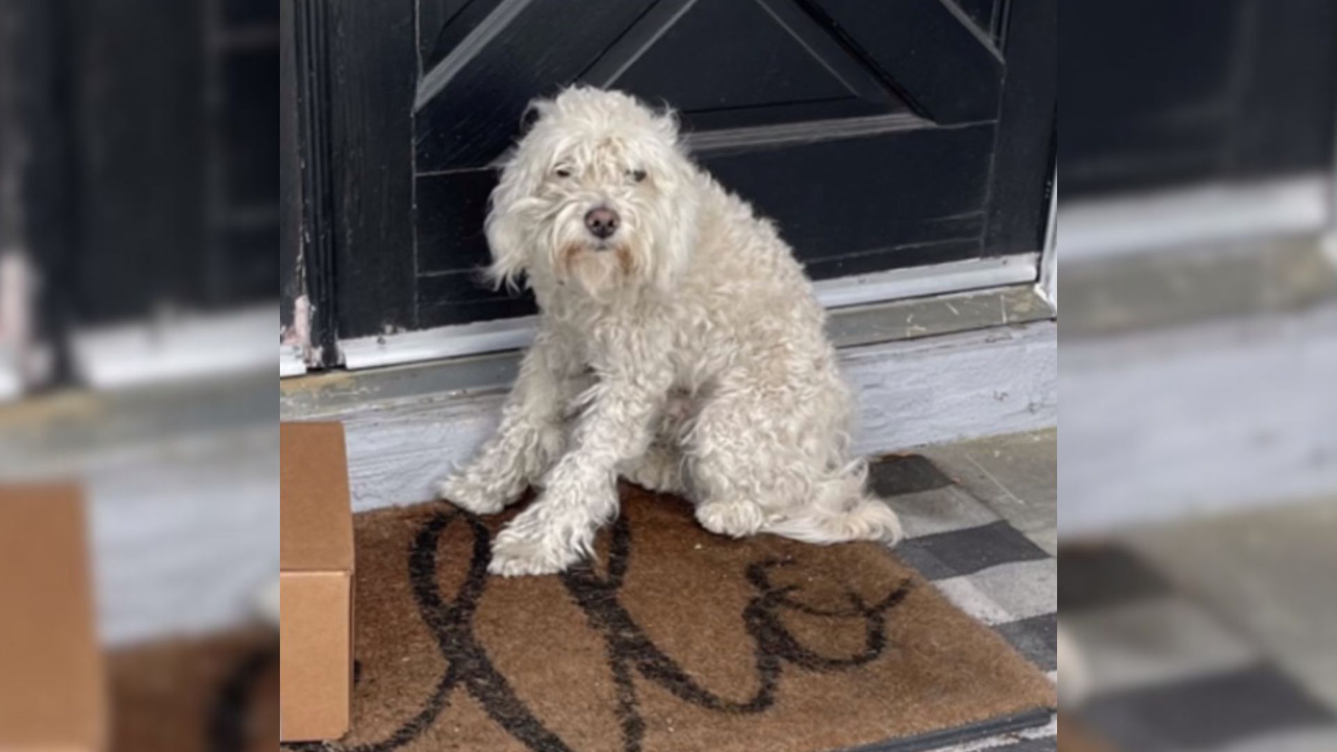 white dog sitting