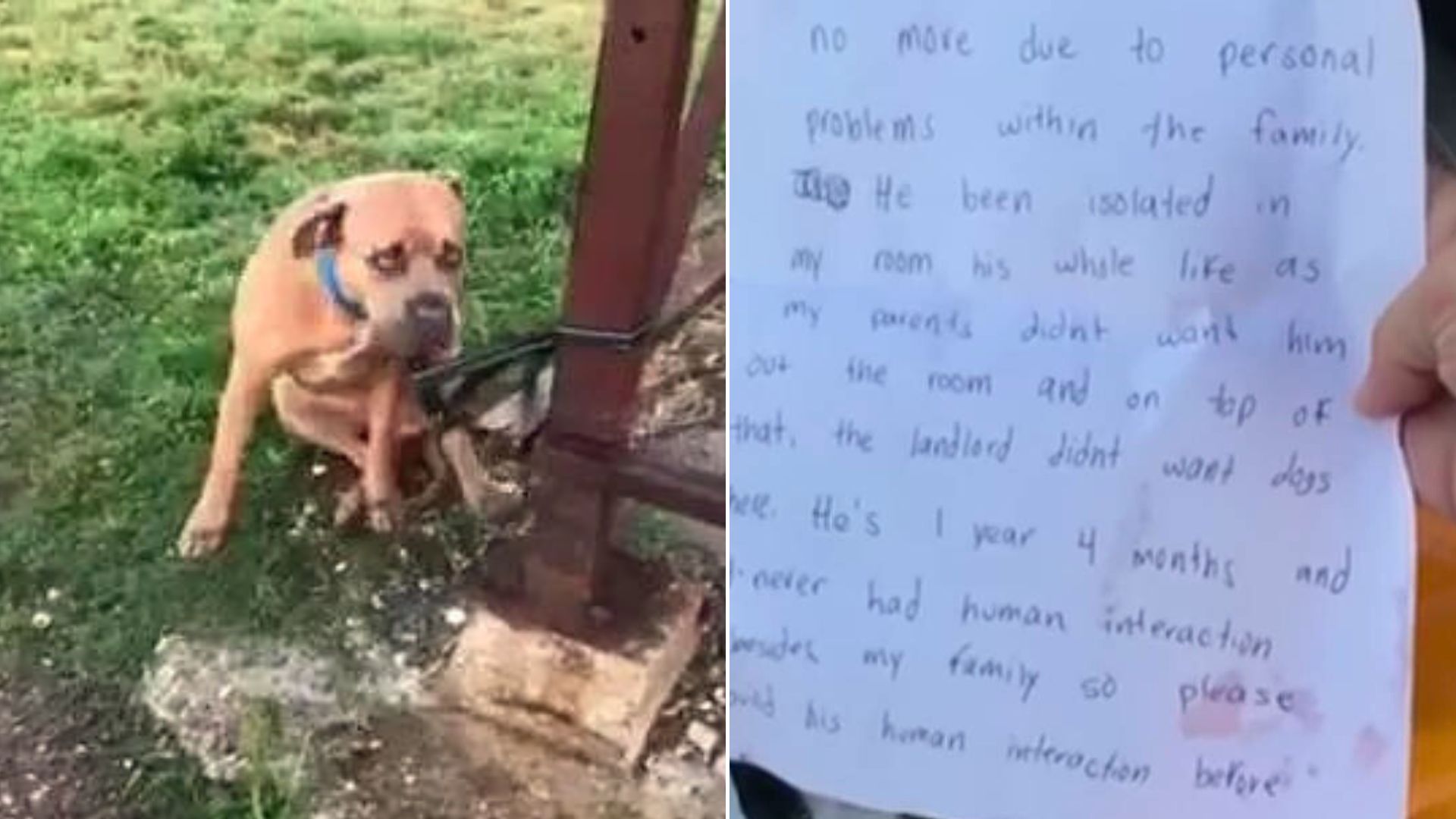 Pit Bull Abandoned In Front Of A Shelter With A Heartbreaking Note