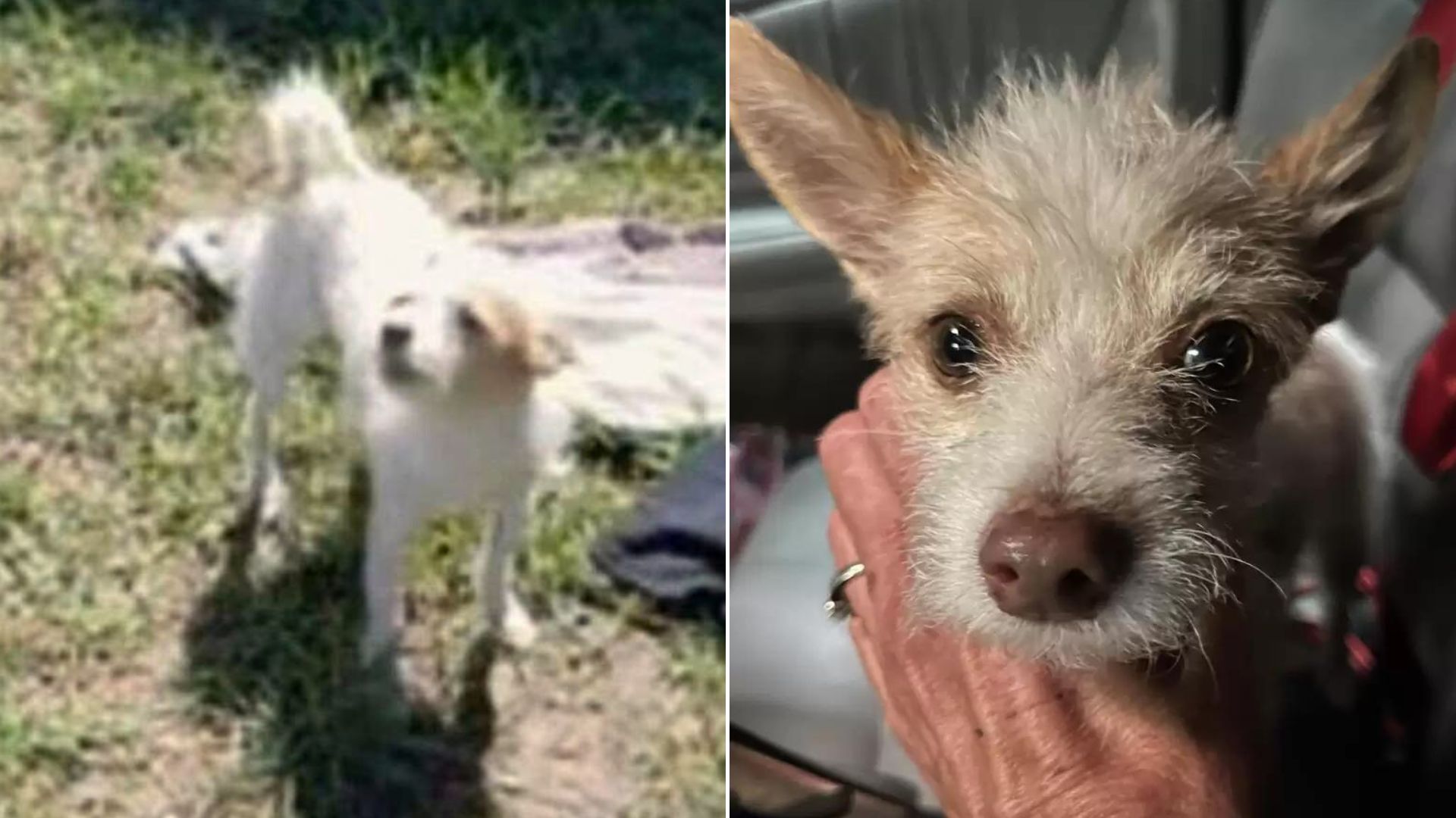 Police Officer Was Shocked When A Pup Asked Him For Help So He Decided To Call A Rescuer To His Aid