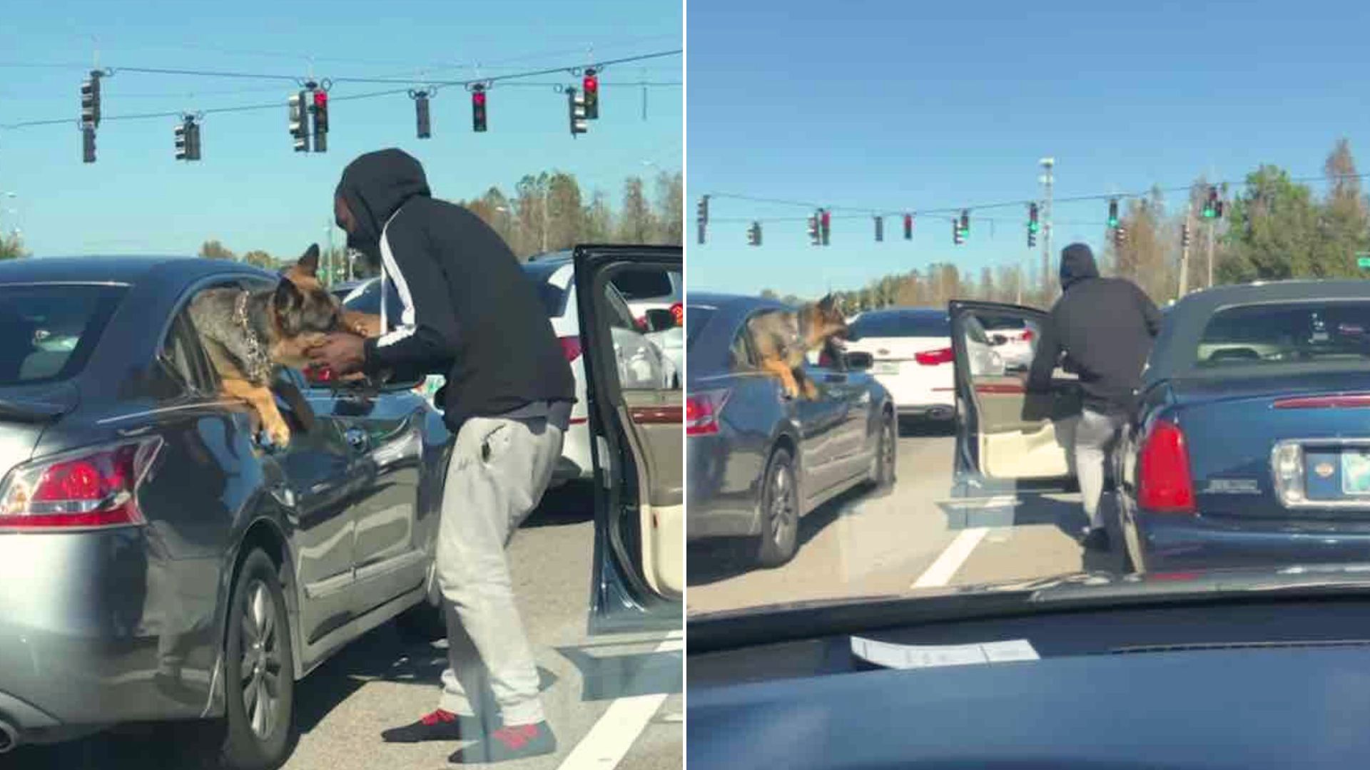 Big German Shepherd Kisses A Small Puppy Through Window At Traffic Light