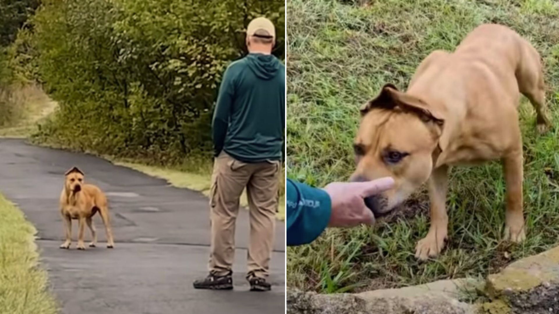 Couple Spends A Year Rescuing Real-Life Scooby Doo And Putting A Smile Back On His Face