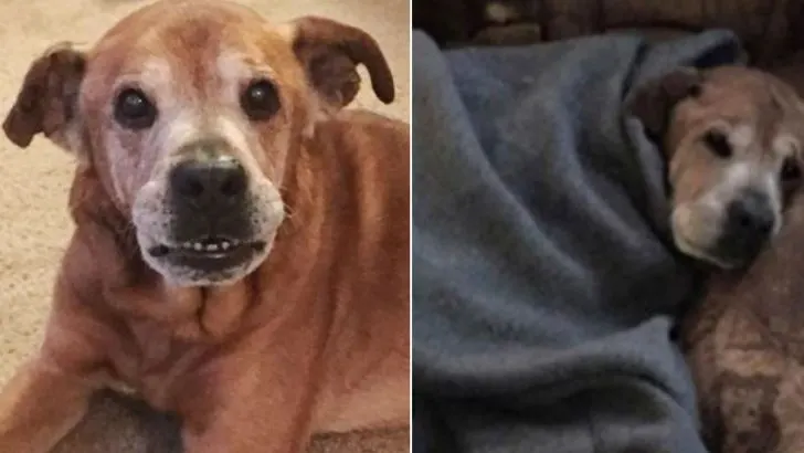 Dog Adopted At Age 17 Stays Alive Just Long Enough To Meet His Tiny Hooman Sister