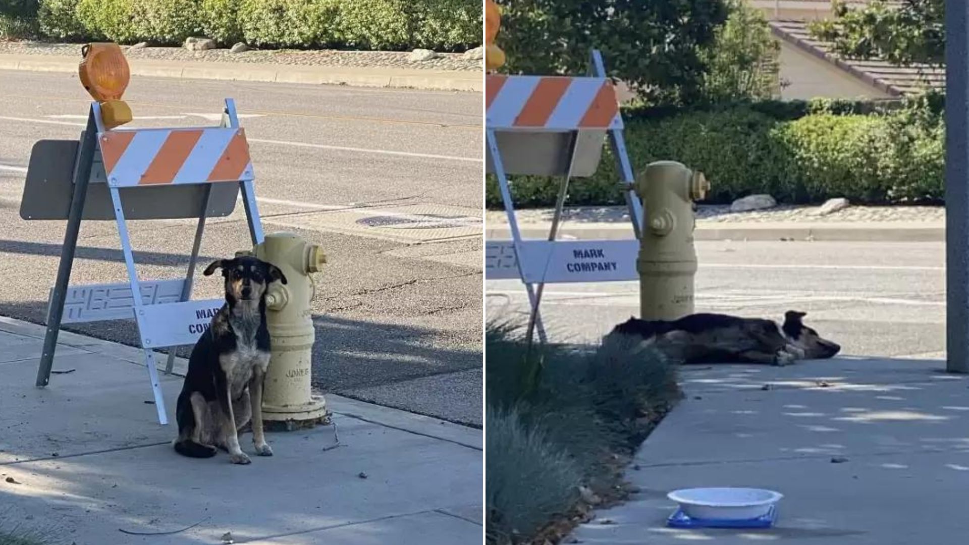 dog laying on a sidewalk