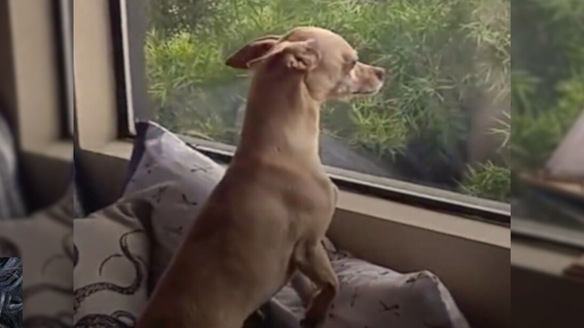 Dog Misses Foster Mom So Much That He Runs Away From His New Home Just To See Her