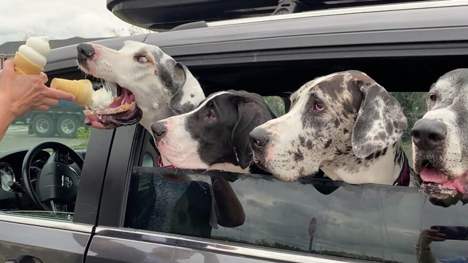 great danes in a car ordering ice cream