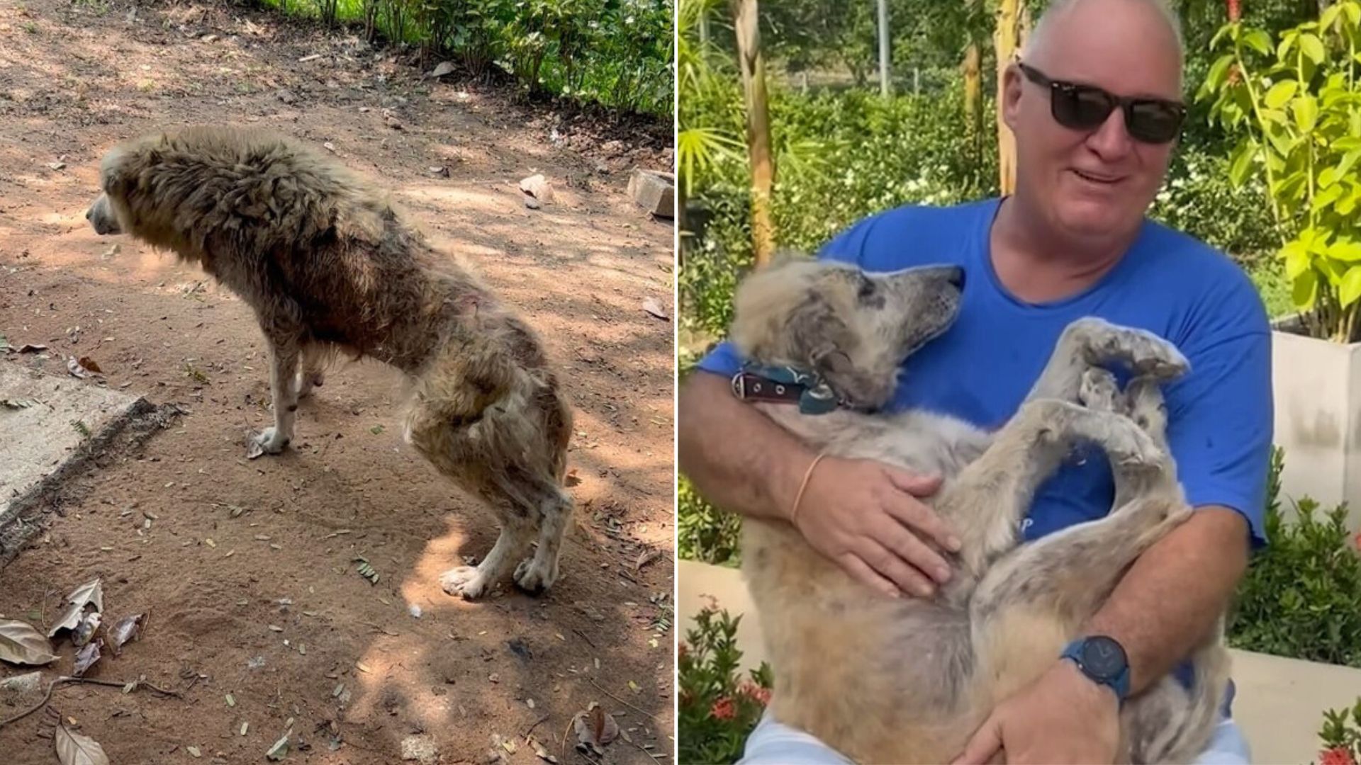 Lady, The Injured Street Dog, Proves Miracles Exist