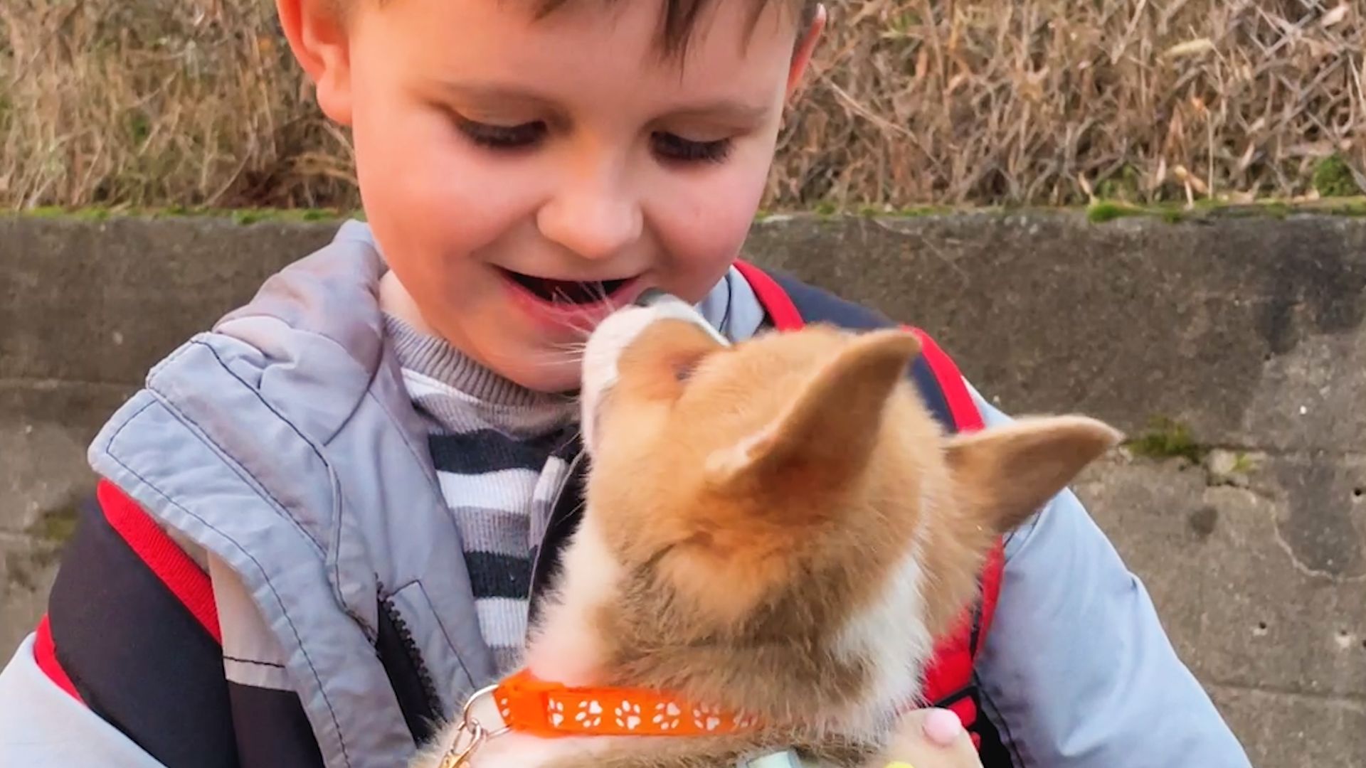 Little Boy Writes His Dad A Letter Asking For A Corgi Puppy