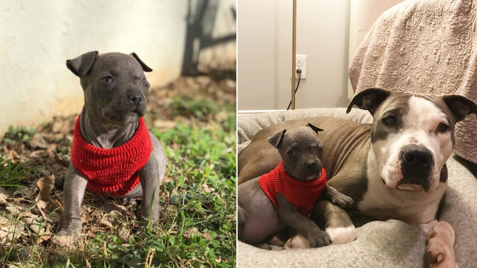 Mama Dog Who Was Mourning The Loss Of Her Litter Got A Very Cute Helper