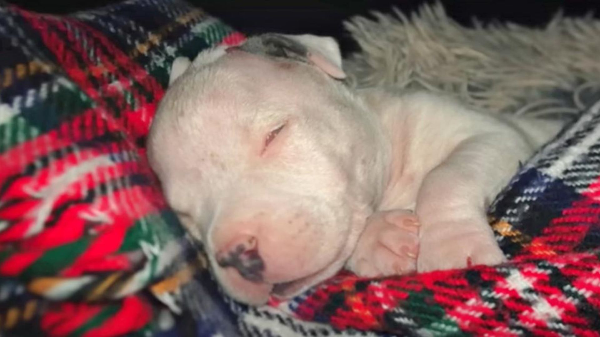 Blind Puppy Escapes Euthanasia At The Last Moment Thanks To Someone Special