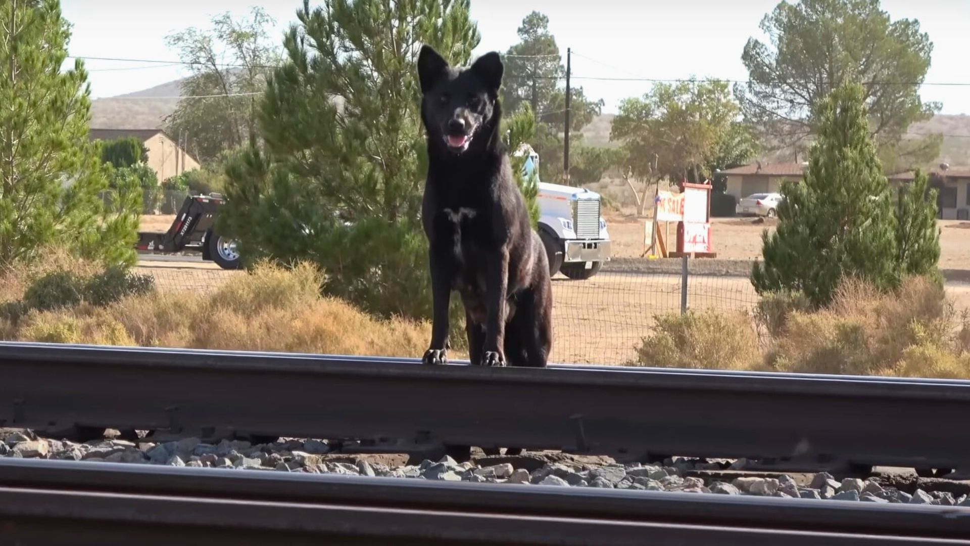 Mom Dog Keeps Crossing Busy Railroad Tracks In Search Of Food For Her Babies