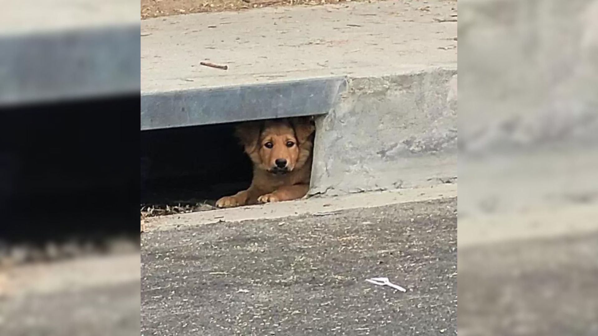 Rescuer From California Tries To Rescue This Mystery Animal Peeking Out From A Sewer Drain