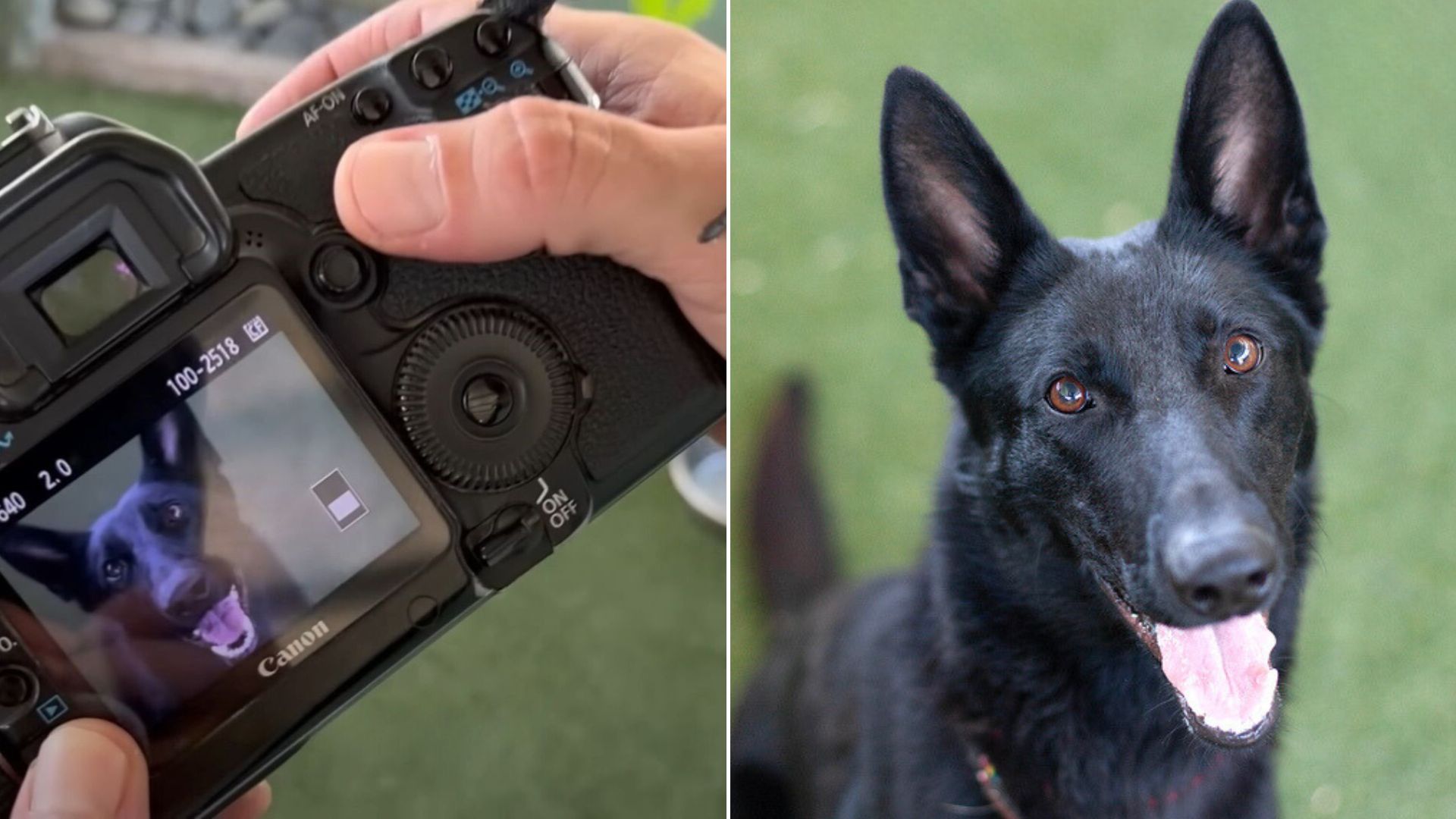 photographer holding a camera with a photo of a shelter dog