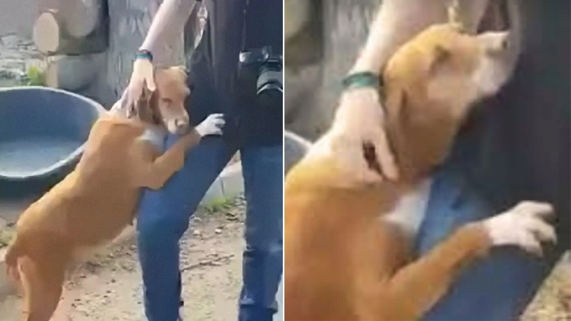 Rescue Dog Gives A Journalist A Heartfelt Hug And Wouldn’t Let To Go