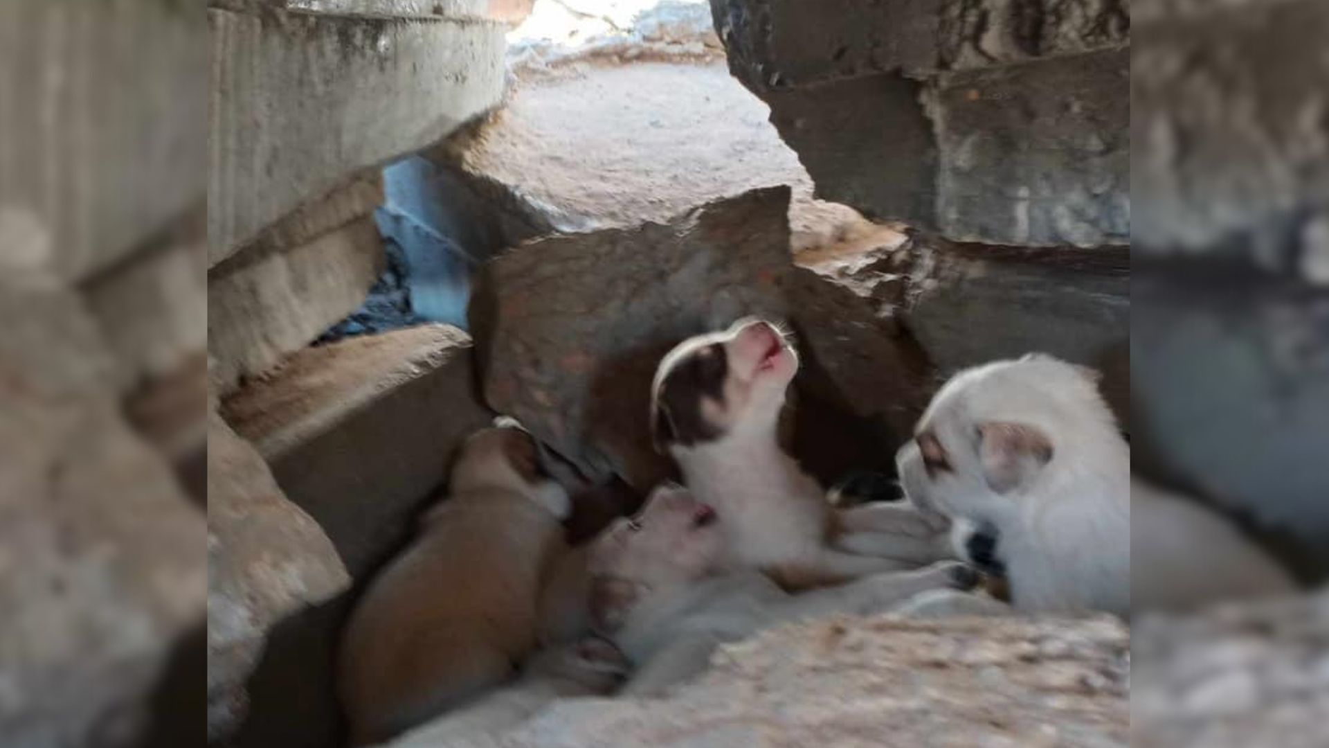 Rescuers Find 7 Puppies Stuck Under A Pile Of Rubble Crying Out For Help