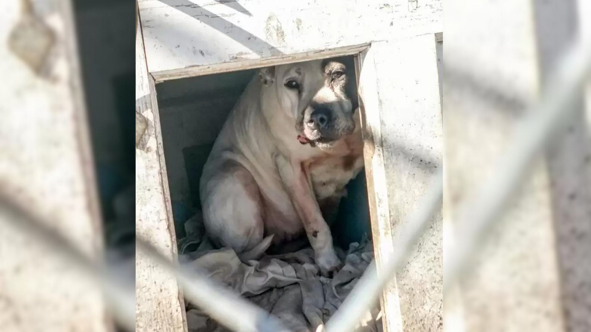 Family Abandoned Their Dog In The Old House After Moving To Pennsylvania