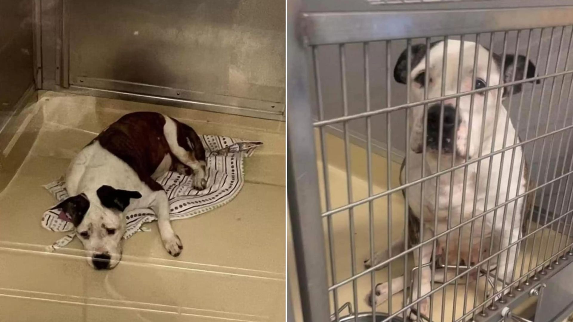 a dog from a shelter can't hide its sadness