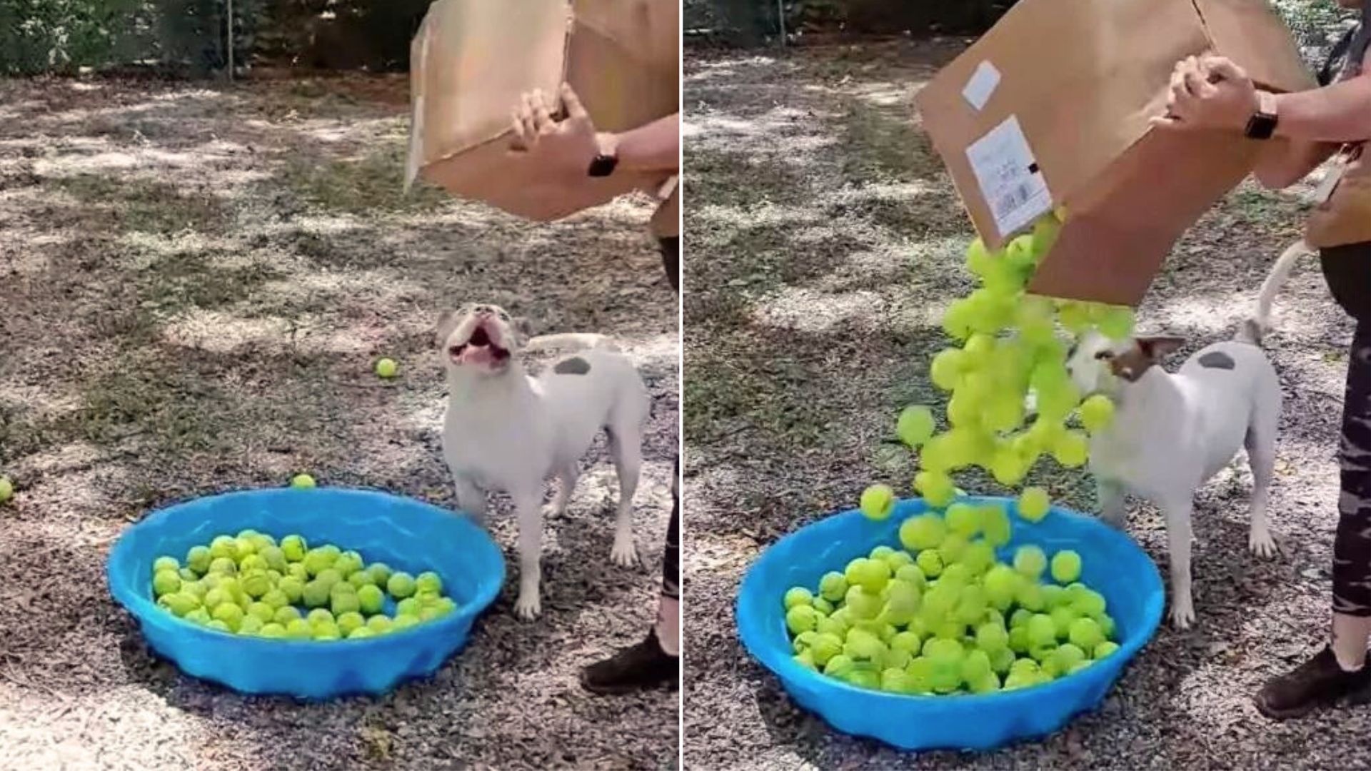 This Shelter Dog’s Reaction After Getting His Favorite Toys Will Melt Your Heart