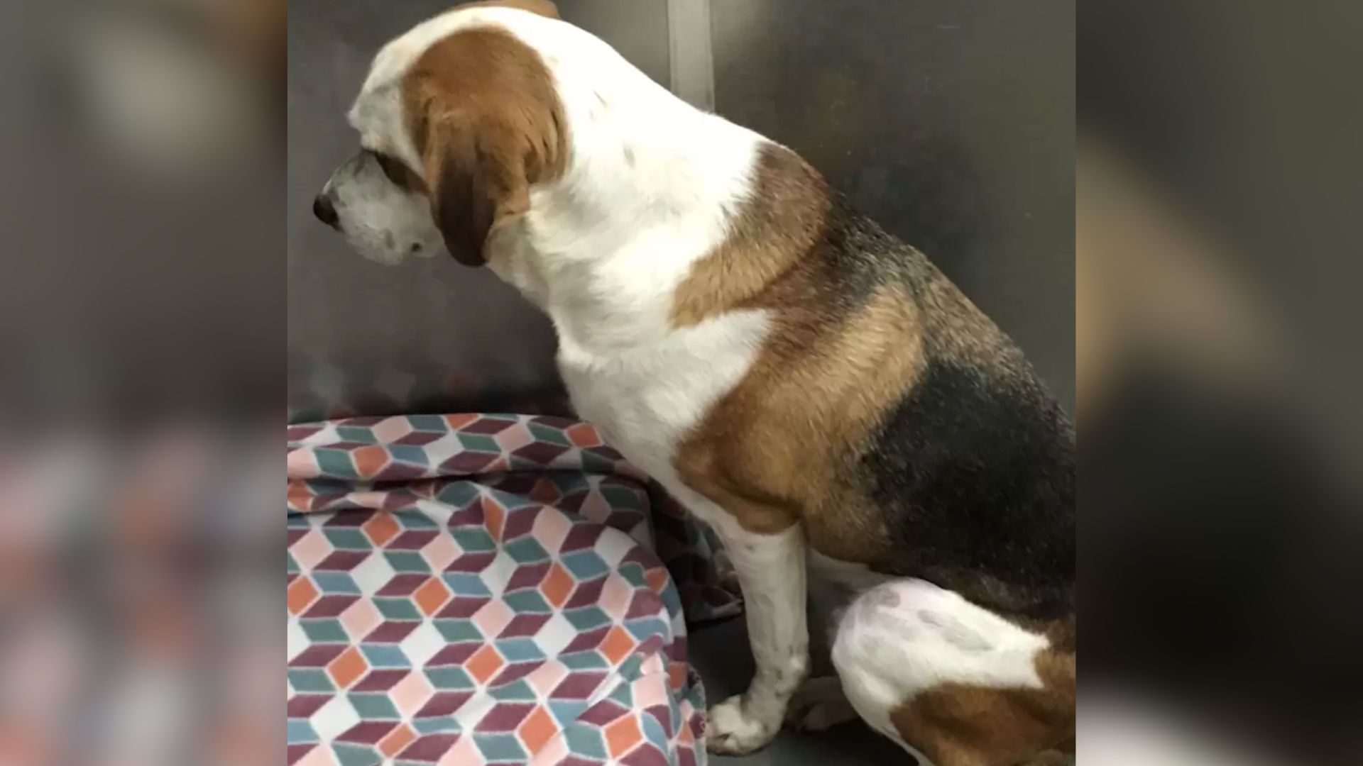 Dog Rescued By A Shelter In Virginia Keeps Staring At The Wall Due To A Heartbreak