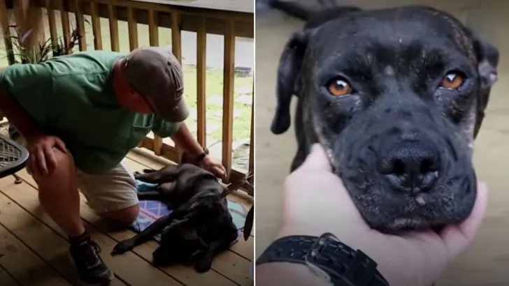 Stray Pup In Need Of Help Curls Up On Family’s Porch And Melts Their Hearts