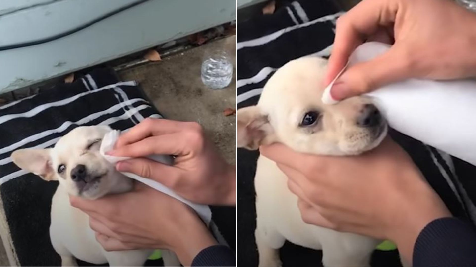 California Teenager Sneaks Lost Puppy Into House And The Reason Will Warm Your Heart