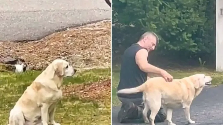 This Dog Has A Favorite Person, And It’s Not Her Owner