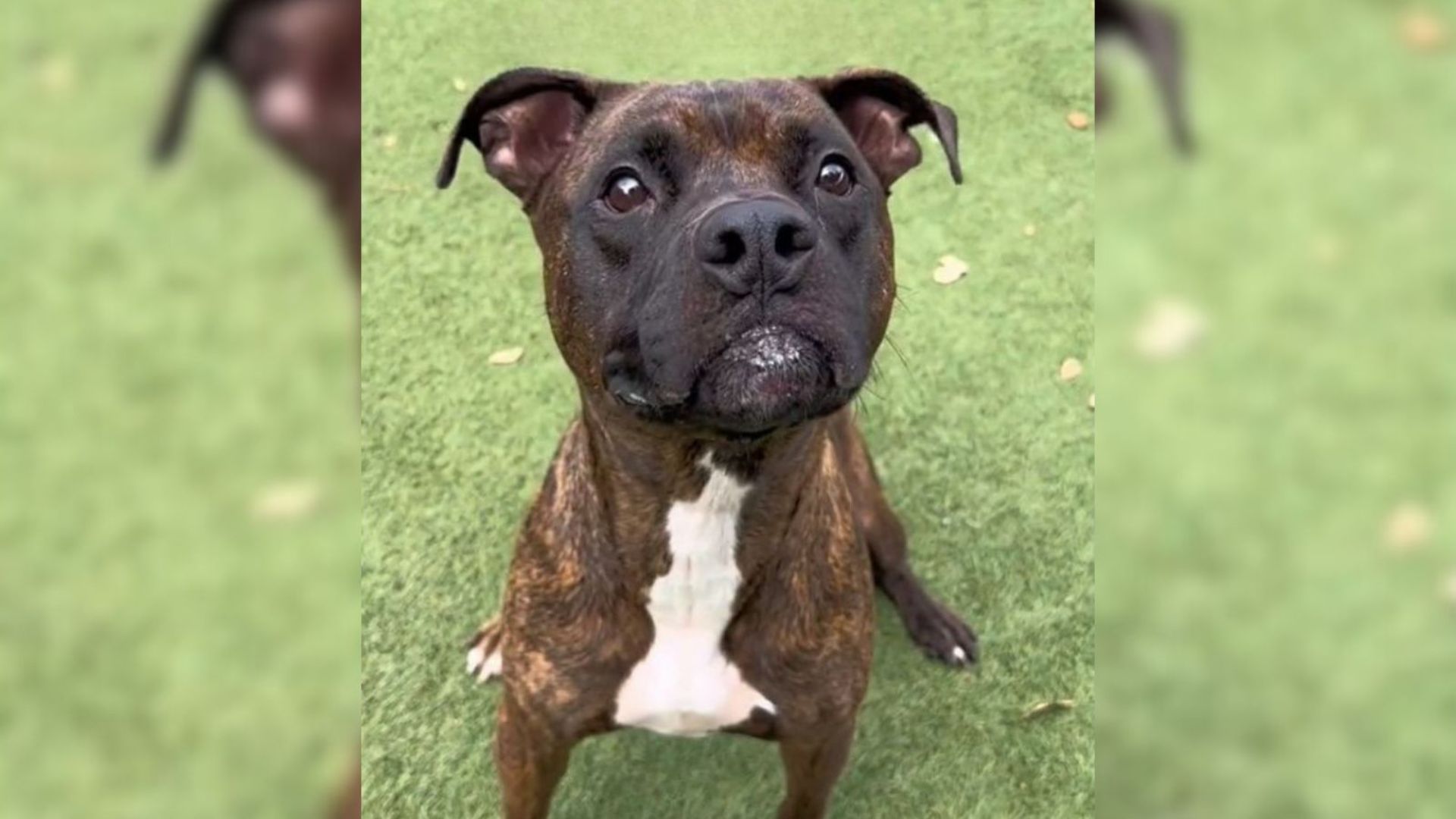 Pittie Was Heartbroken After Being Surrendered To A Shelter When Owner Lost His Home