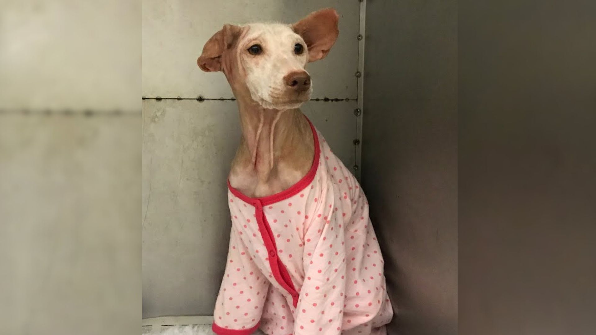 dog in pajama