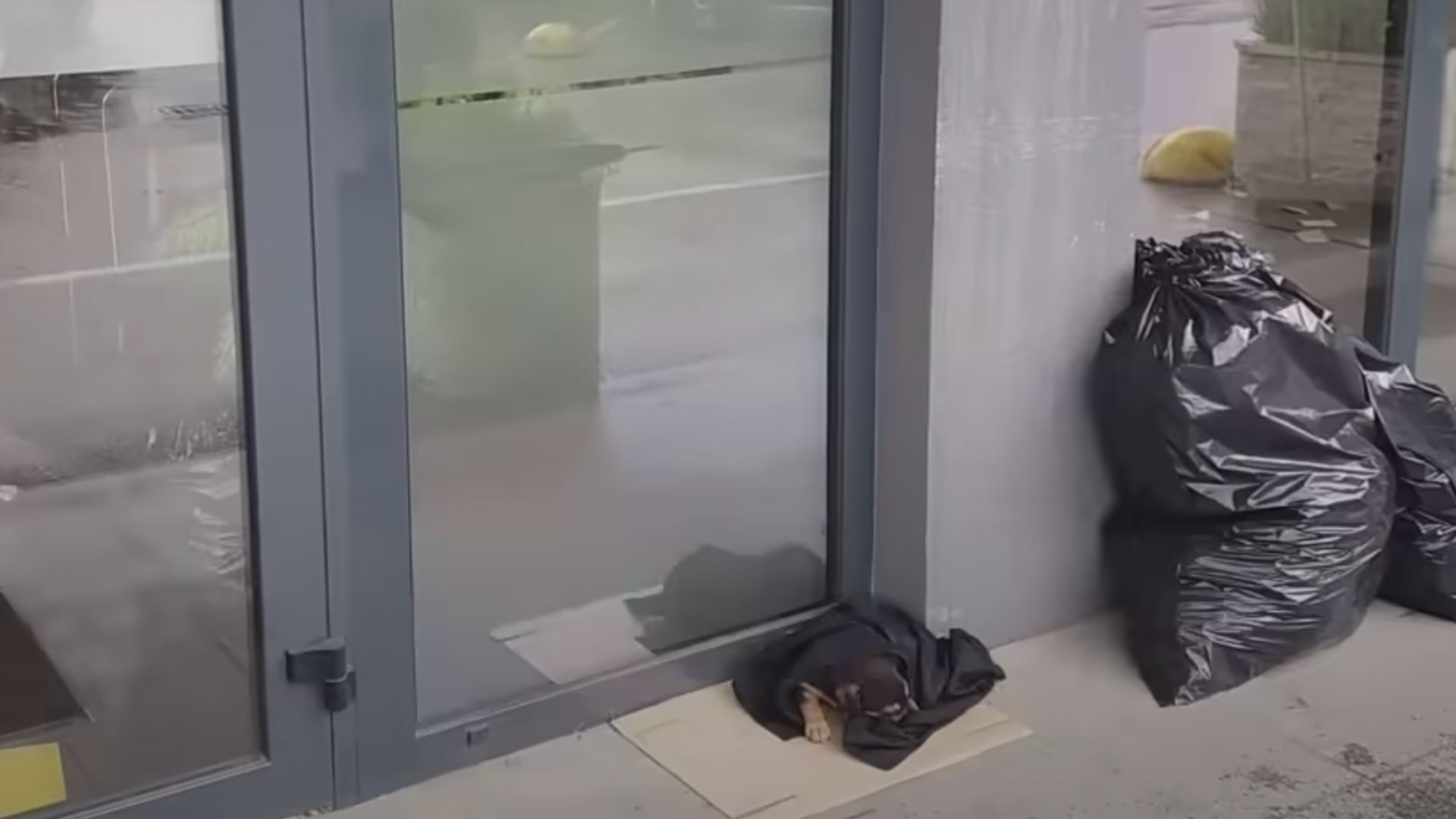 Passerby Were Surprised To See This Pup Wrapped In A Blanket Next To A Bank