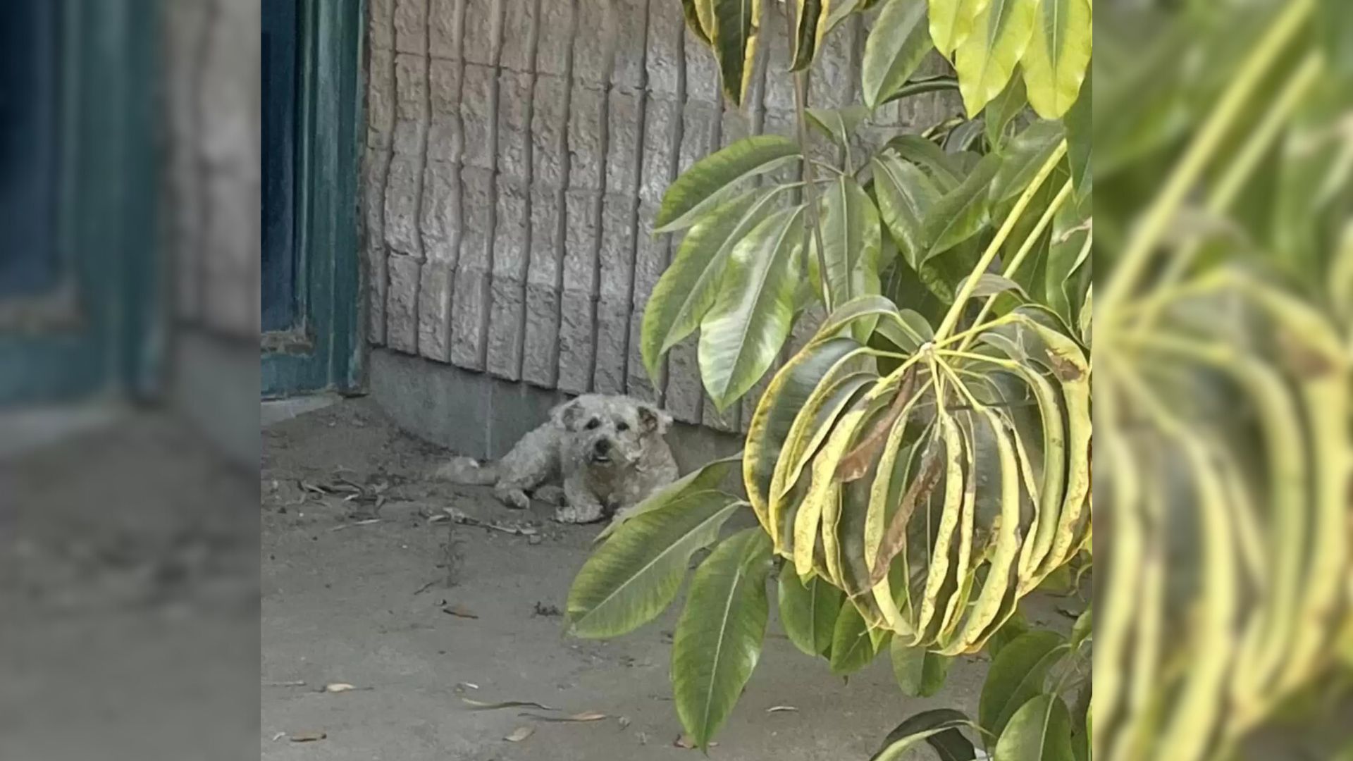 a woman discovers a dog hiding from the sun