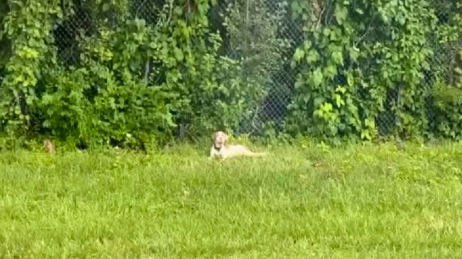 dog in the grass on a highway