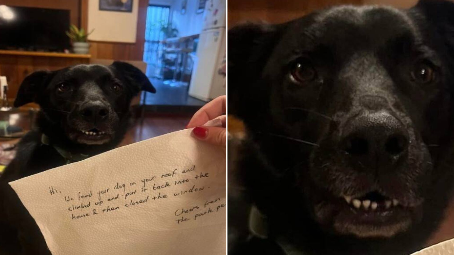 Owner Finds A Startling Note Waiting For Her On Her Door Instead Of Her Beloved Dog