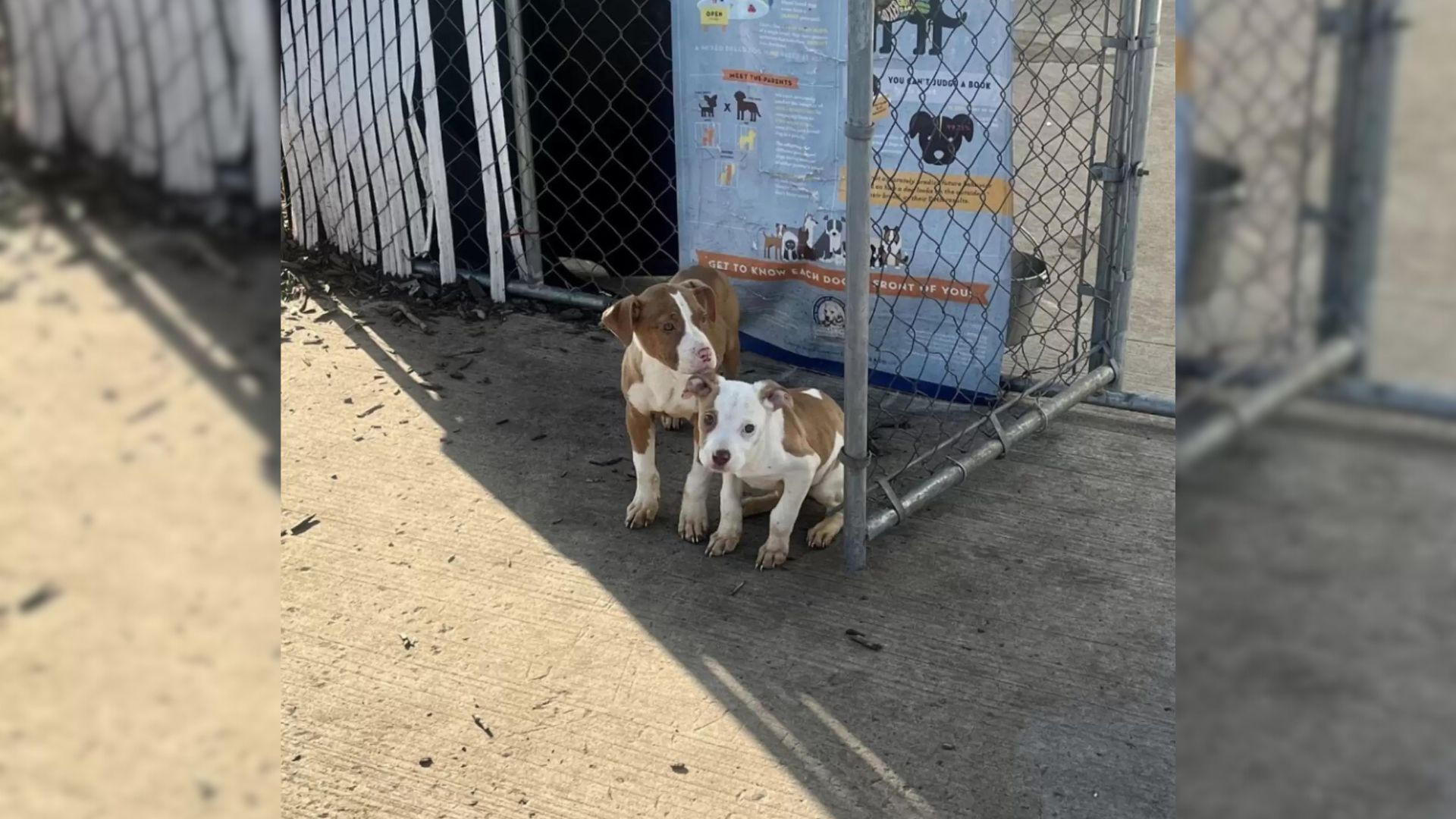 two dogs sitting by the fence