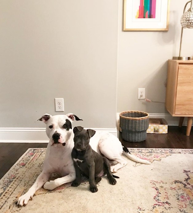 a dog and a puppy are resting on the carpet next to each other