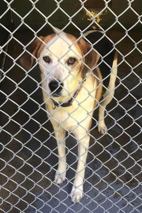 a dog with big eyes behind the bars looks at the camera