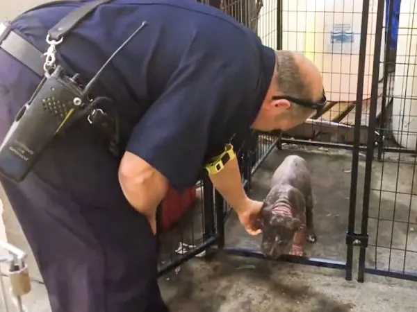 a firefighter strokes a pit bull puppy