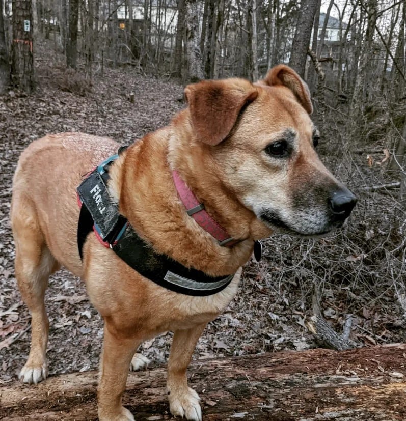 a frightened dog stands on a tree in the forest