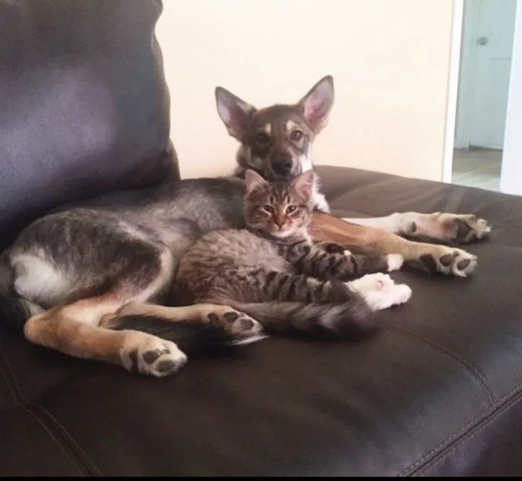 a husky and a cat are lying on the couch