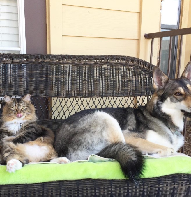 a husky and a cat are sitting on a bench